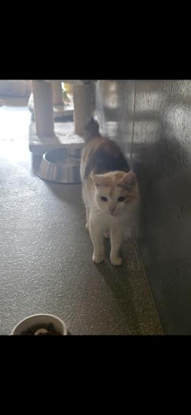 Europäische Hauskatze